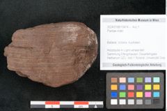 Foto (Objekt + Etikett) von Plantae indet.  (NHMW-GEO-2024-0188-10474)